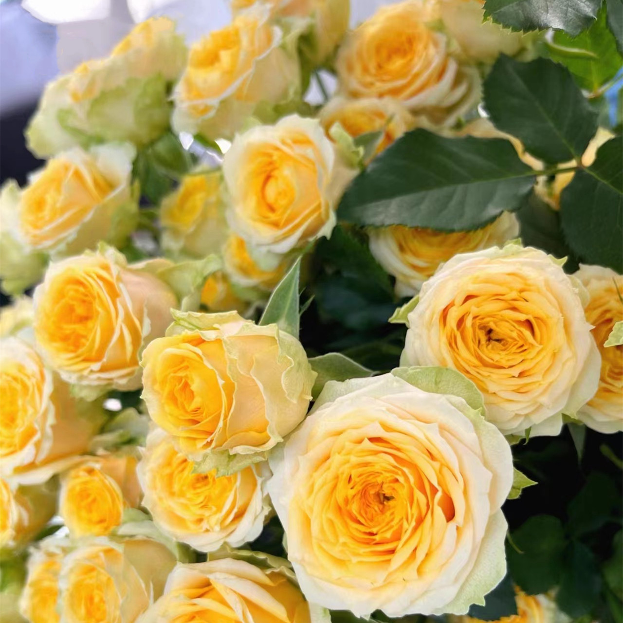 Semillas de rosas Flores en macetas en todas las estaciones Flores en macetas Plantas Flores en interiores y exteriores Semillas en macetas explosivas Balcón del patio