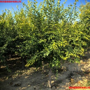���~�ܘ���������С���ͺ��L����G����ľҎ��ȫ����ă�