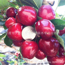 美早大樱桃苗 山东车厘子树苗基地批发北方南方种植新品种果树苗