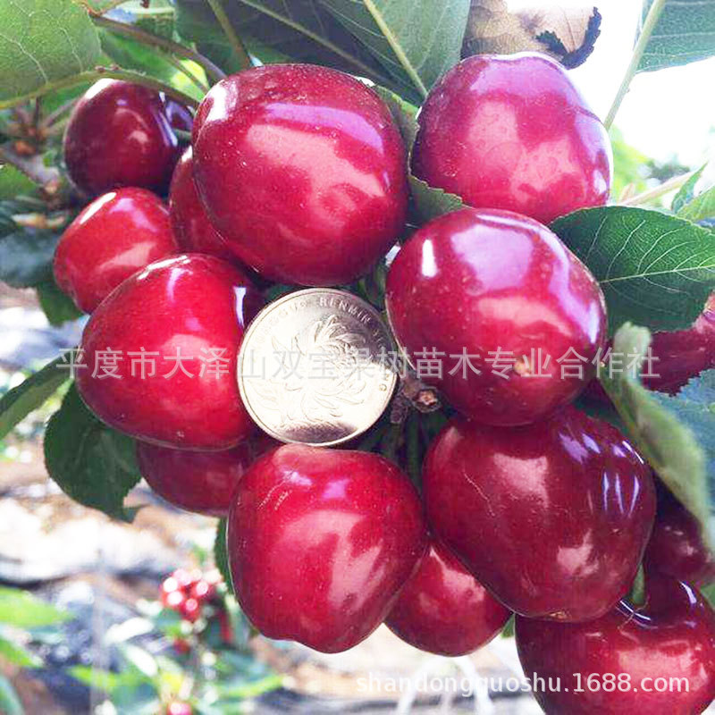 美早大樱桃苗 山东车厘子树苗基地批发北方南方种植新品种果树苗