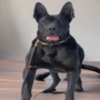 大型定制活体防爆狩猎犬