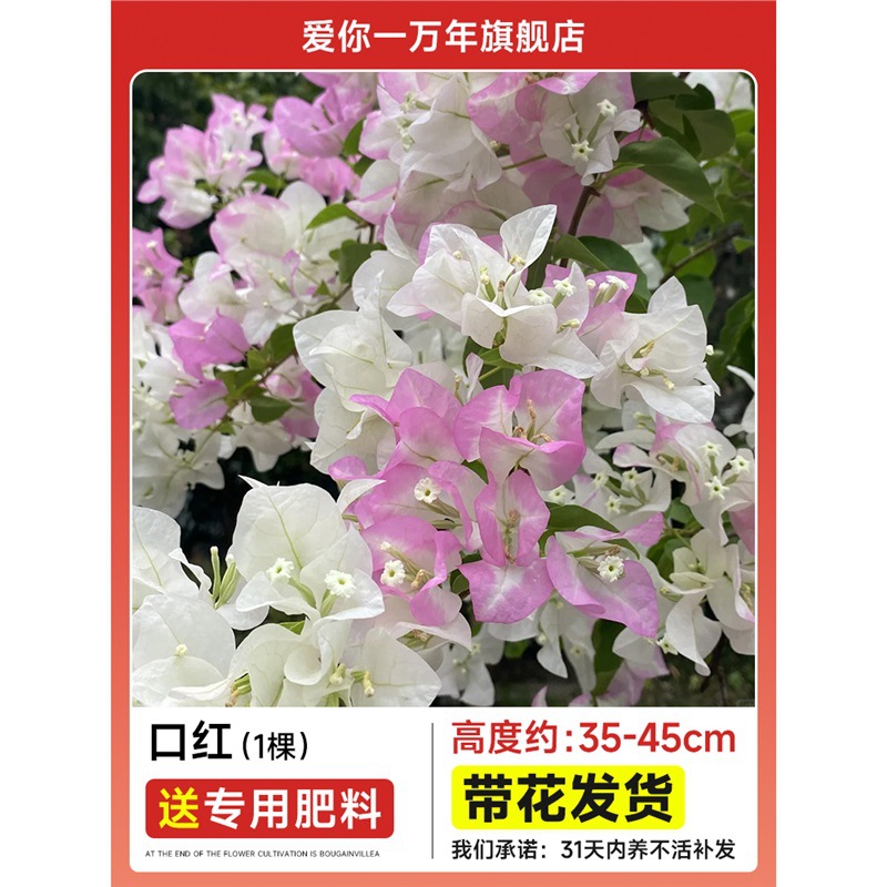 부겐빌레아 : 립스틱 모종 [꽃과 함께 배송] + 비료