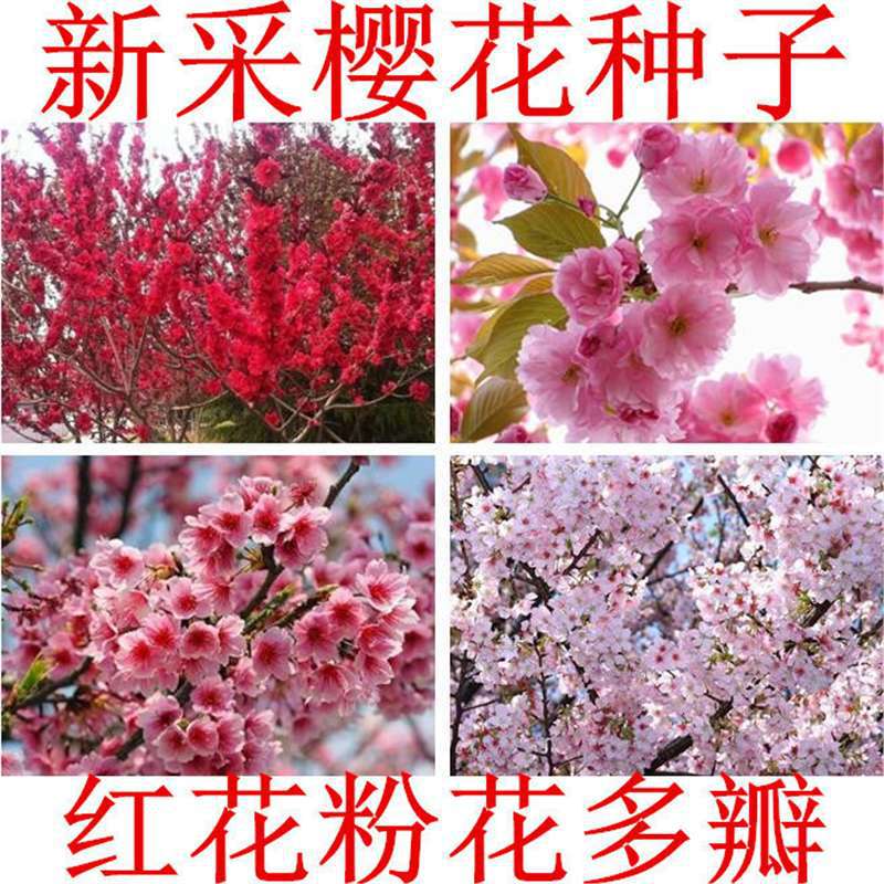 【跨境供货】樱花种子 日本樱花种子 重瓣樱花树种子 山樱花种子