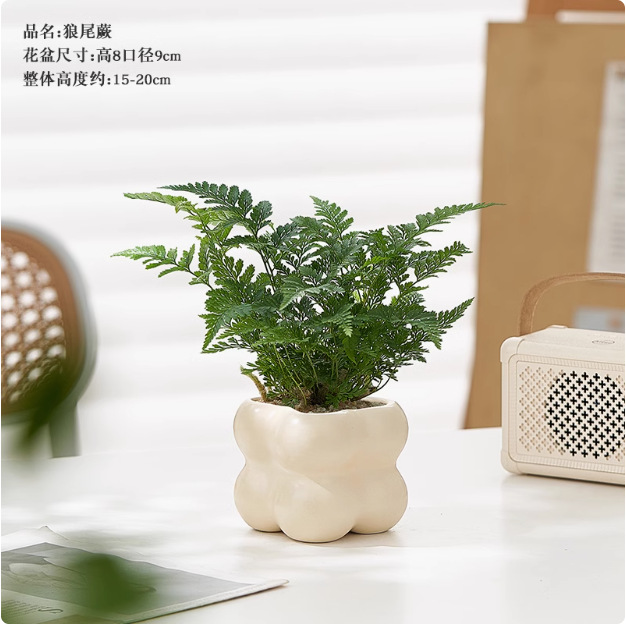 Salón de estar, escritorio de estudio, plantas verdes, resistencia al frío, resistencia a la sombra, fácil mantenimiento de hoja perenne.