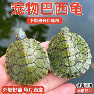 Live Turtle, Large Brazilian Turtle, Live Pet Turtle, Long-Lived Ornamental Turtle, Green Small Colored Turtle, Red-Eared Water Turtle, Live Turtle