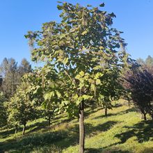 ��ͩ���е����a�Ά�ľ������ͩ�@�ֹ�����^���@�|��