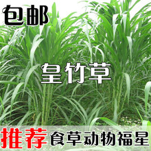 皇竹草种子甜象草种子粮竹草 王草 杂交牧草种子 皇竹草子种