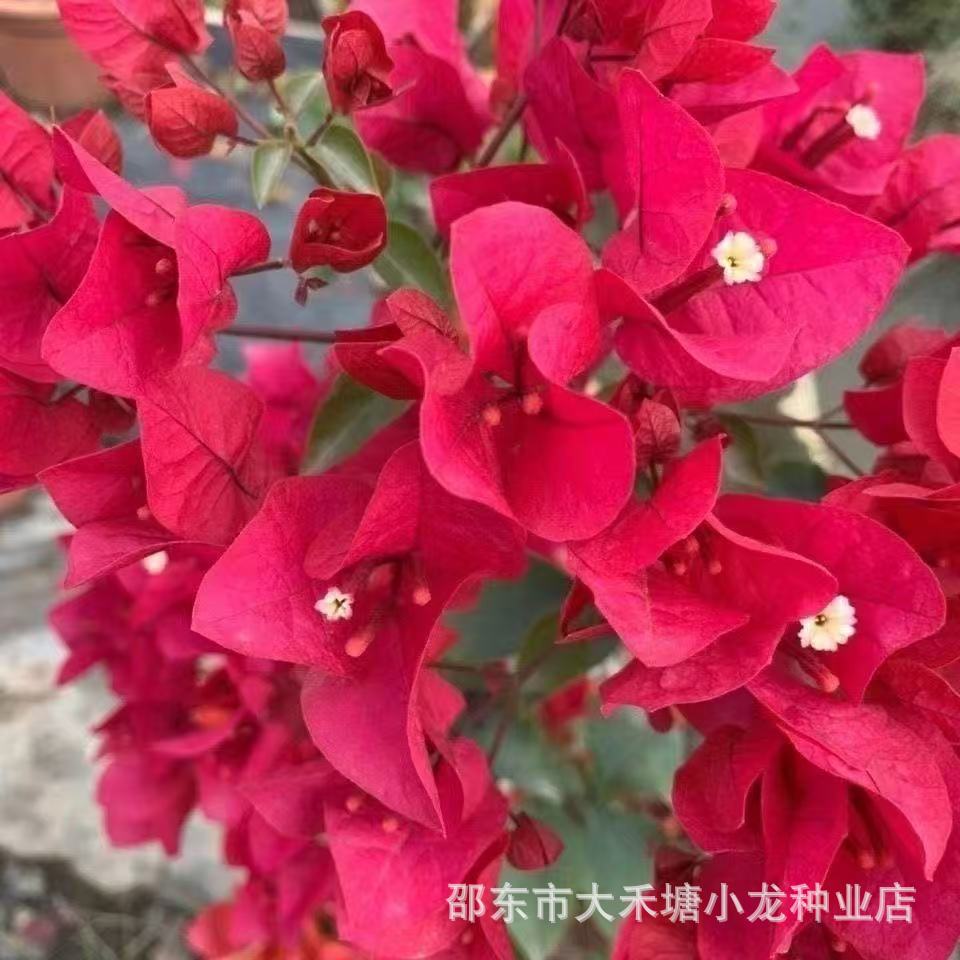 Bougainvillea seeds, bougainvillea flower seeds, potted flowers, vine bonsai double-petal flower seeds
