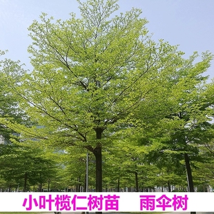 Terminalia Leafy Saplings, Fine-Leafed Terminalia Trees, Precious Seedlings, Courtyard Greening, Landscape Trees, Umbrella Trees, Evergreen All Year Round