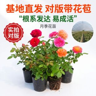 �¼��ش󻨝����֭�̨ͥԺ����ֲ�������Nޱ�ļ�õ�廨�玧����