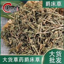 爵床草 别名 六角英小青草赤眼老母草麦穗癀初级农产品爵床草批发