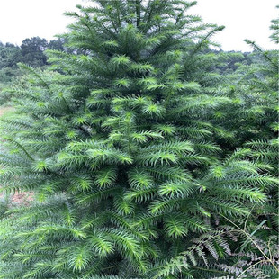 ����ֱ�l��ɼ�a��ֱ�N�쾰���̵�·�L���G�����B������