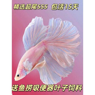 ̩�����~�鼆�~�Ꭷ�^�p�~���~��С�͌���ِ�����µ�ˮ�~���B�ͻ�