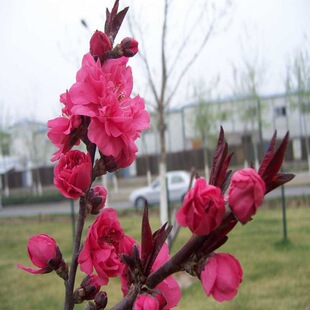 ���~���Ҙ���t�~�����ذ�޽����~�Ҽt�~����ͥԺ�G��С��ֲ��