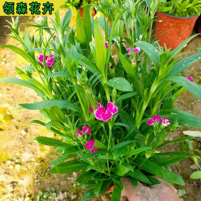 青州基地批发杂交石竹盆栽苗 欧石竹五彩石竹景区绿化景观花卉