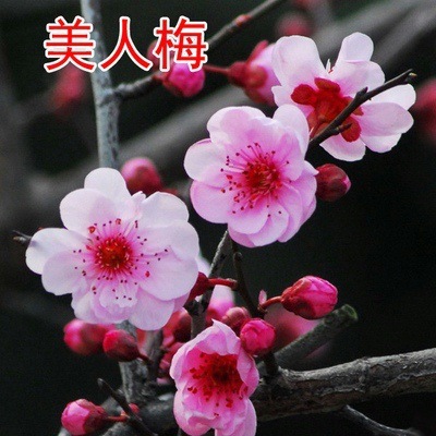 미인매화 2cm [그해에 피어난다