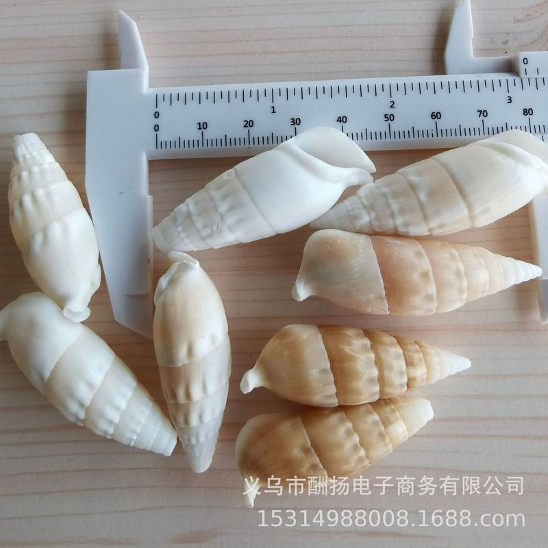 80種類の天然貝殻と巻き貝をポンド単位で販売、手作り材料、DIY、ヤドカリ、水槽造園用小貝殻|undefined
