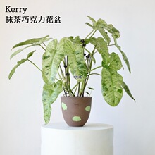 Ĩ���ɿ������� ����悴����ֹ� ͸�� �Gֲ���� ���s�L