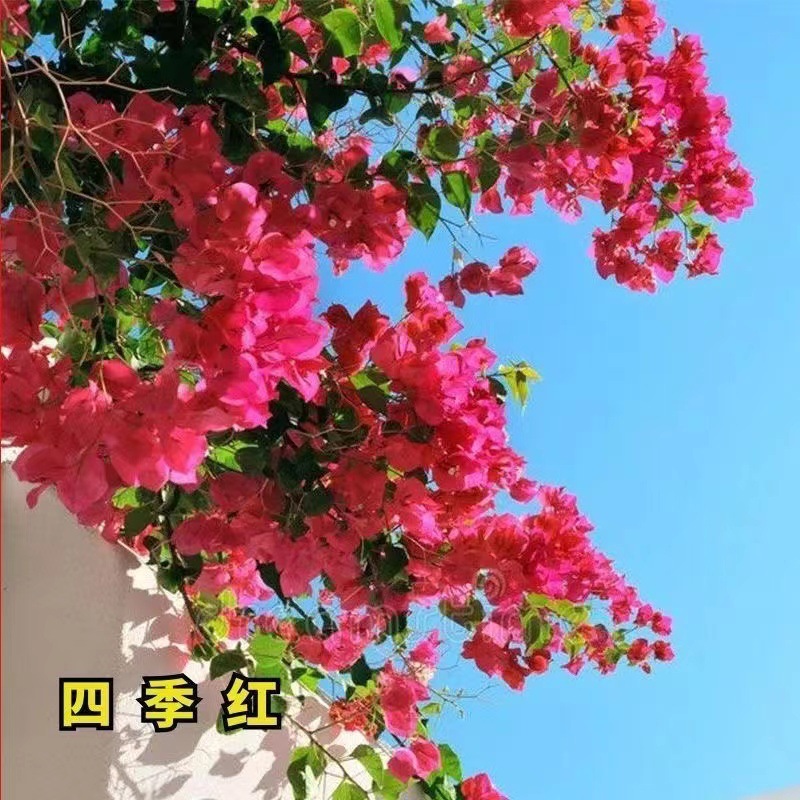 [Resistente al frío] Ciruela triangular cuatro estaciones flores al aire libre resistente al calor flores multicolores plantas de plantación verde
