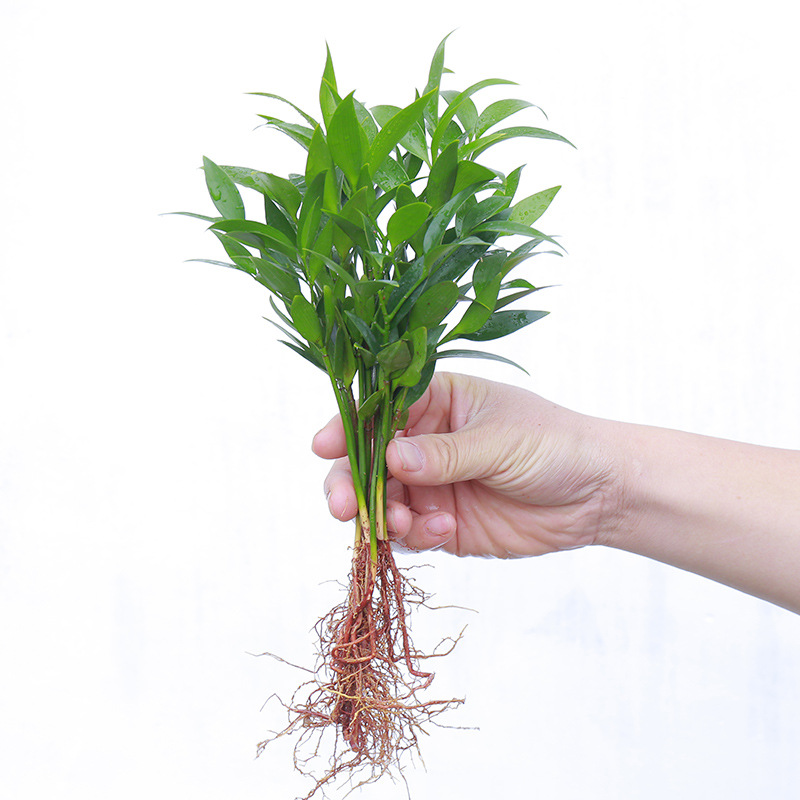 작은 모기 구충제 대나무 5개 + 영양액