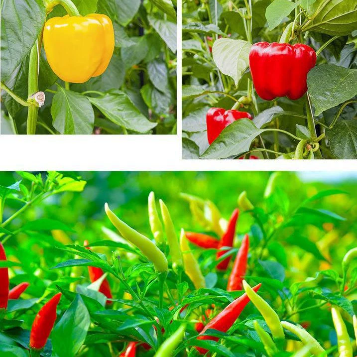[Высокая урожайность] Саженцы перца чили Зеленый перец Саженцы красивого перца Саженцы тонкокожего перца Чили Саженцы винтового перца Длиннолинейный перец Саженцы небесного перца