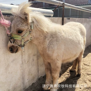矮马小马驹骑乘马活体 一匹训好的马匹多少钱活马价格 景区观赏马