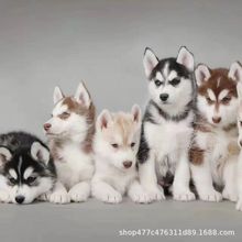 纯种哈士奇活体蓝眼睛灰色黑色哈士奇活物幼崽雪橇三傻哈士奇幼犬