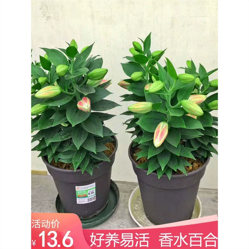 Парфюмерная Лилия посадочный шар Большой двойной лепесток Four Seasons Цветение комнатный бонсай декоративное растение цветы хорошее Кормление цветок рассада цветы