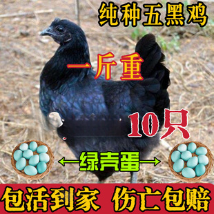 ���l����u���缃�N���һ�GС�u������w���������uÓ�؞����u