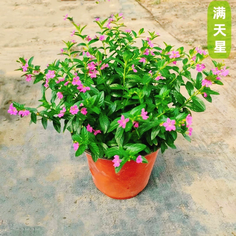 Гипсофила в горшке с одним стеблем и бутонами, проста в уходе для балкона и двора, подходит для использования в помещении и на улице, цветет в любое время года, настольное растение.