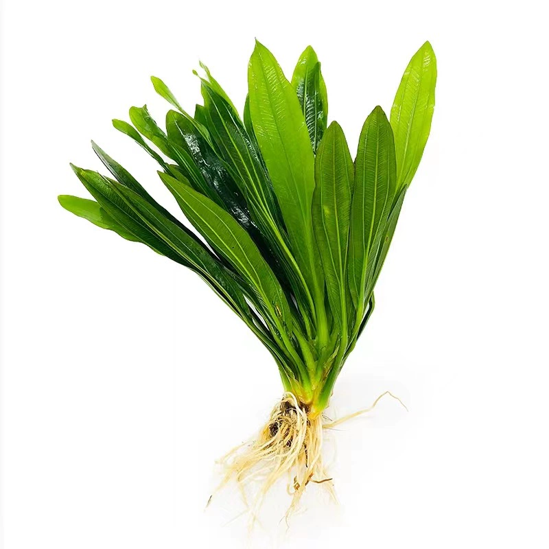 Большой лист длинная Корона реальные водные растения оптом аквариум озеленение декоративные живые водные растения Зеленый девять Корона легко поднять небольшую корону
