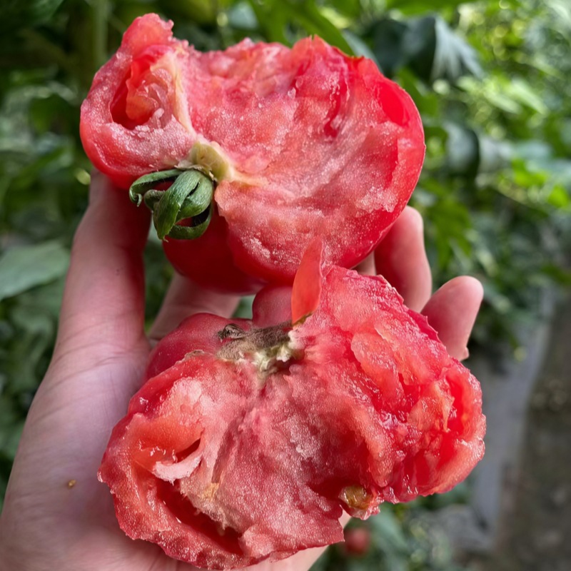 陕西泾阳正宗普罗旺斯西红柿孕妇新鲜水果当季沙瓤现摘番茄蔬菜