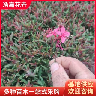 山桃草种子 山桃草千鸟花青州宿根花卉  绿化园林绿化苗山桃草