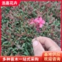 青州绿化园林宿根千鸟花