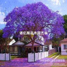 耐寒蓝花楹树苗珍贵名树庭院绿化苗木南北方种植观花凤凰花风景树