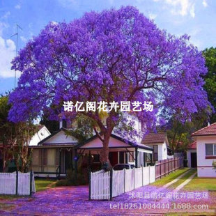 �ͺ��{��麘������F����ͥԺ�G����ľ�ϱ����Nֲ�^���P�˻��L����