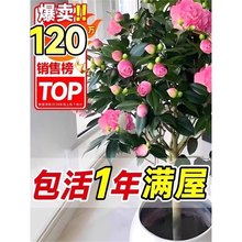 �軨����༾�_���ش�̖����ɽ�軨���Ԏ������҃���ͥԺ�Nֲ����