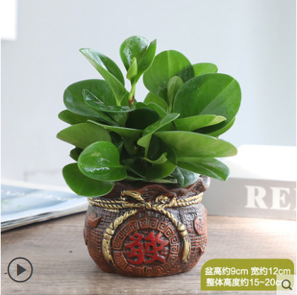 재스퍼 [헤어백 세라믹 세면대]