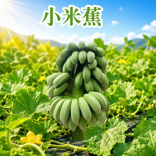 �V����ֹ���GС�׽� ���l2/3/5/9��U��Ƭ�㽶��Ŵ�������rˮ��