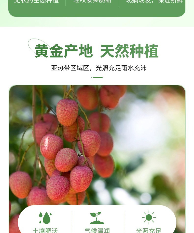 Lychee Jasmine Green Grape Cold Brew Tea Bags 4g x 20 Sugar Free Summer Iced Herbal Tea key features