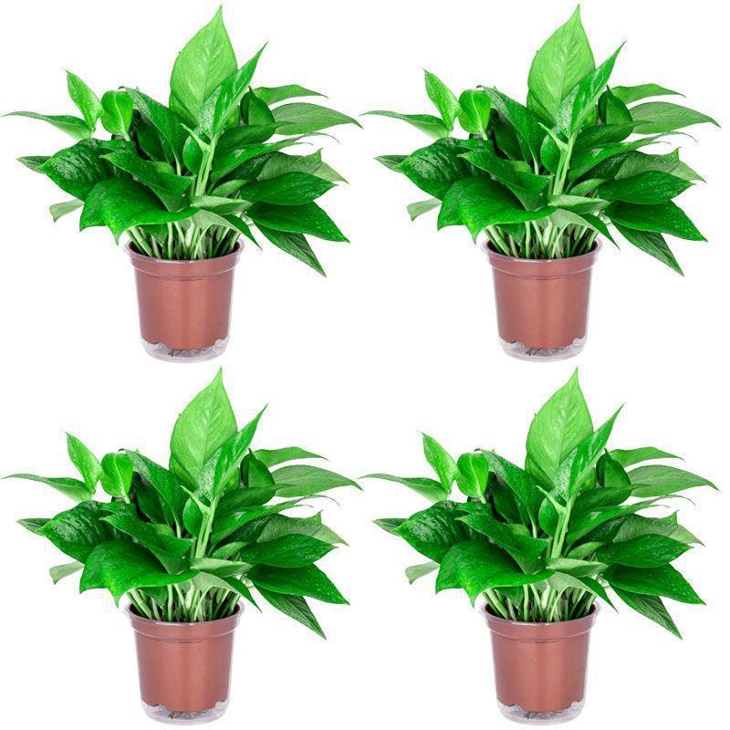 120 pothos de bacia de água autoabsorvente 4 vasos + fertilizante