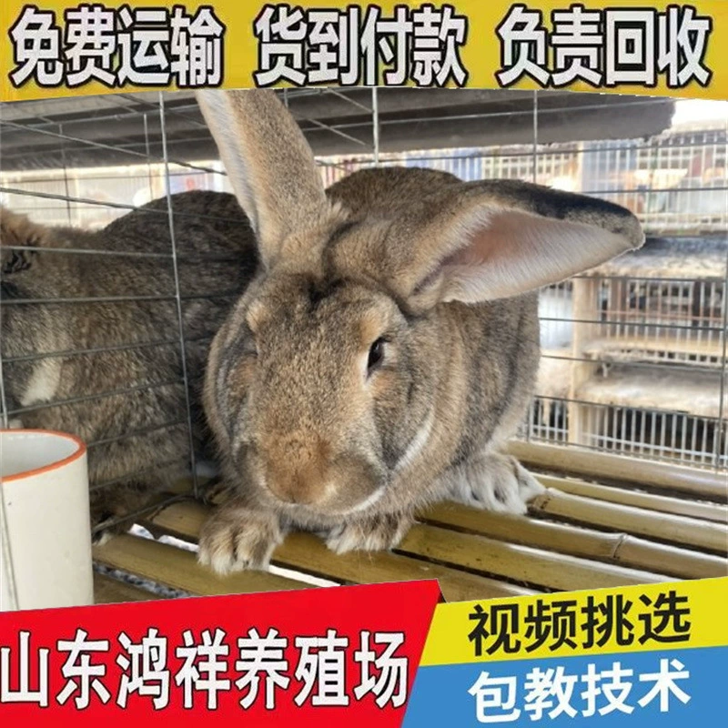Производители бельгийских кроликов продают живых бельгийских кроликов напрямую по низким ценам и обучают кролиководству и ценам на мясных кроликов.