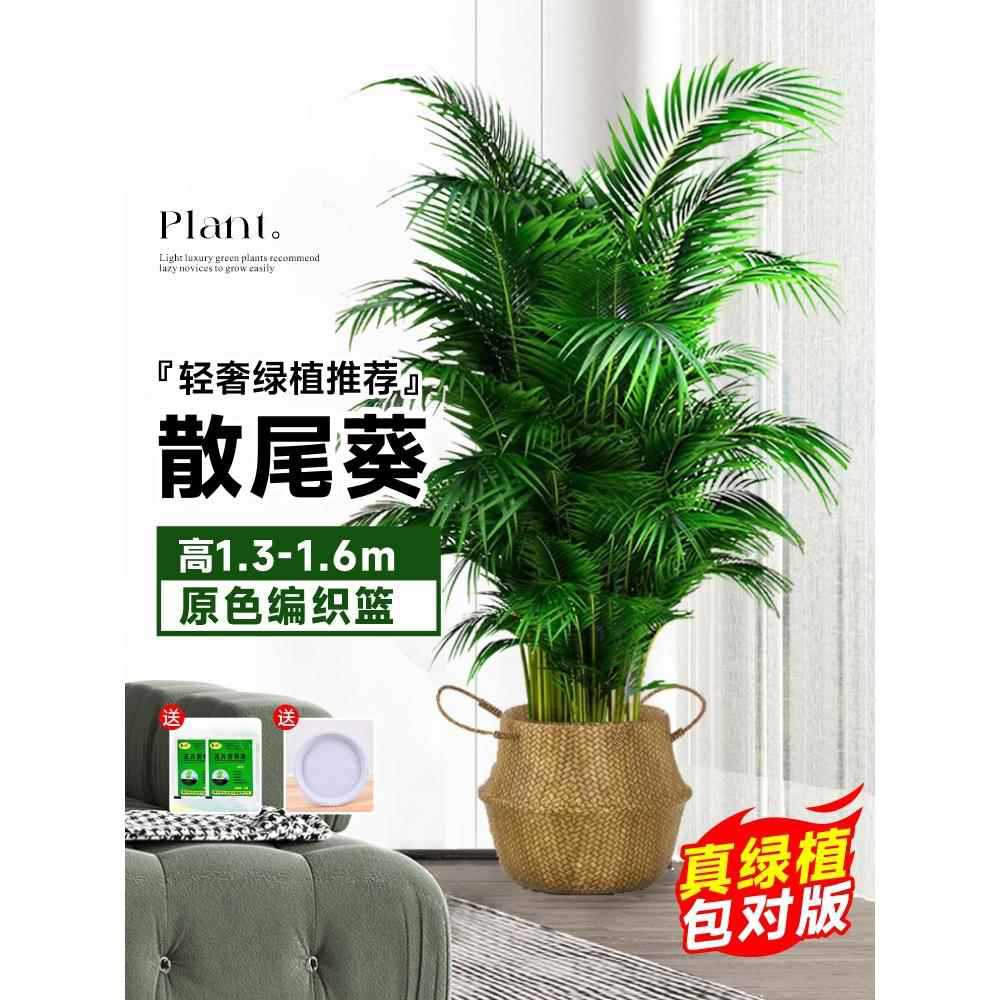 [Door to Door Delivery] 고품질 느슨한 꼬리 해바라기 1.3- 1.7m 그루★짠 바구니★사계절 상록수 애완동물