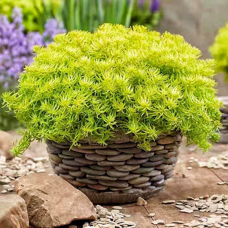 Пажитник Горшечное растение Золотое Термостойкое летнее солнцезащитное Морозостойкое вечнозеленое почвопокровное растение Four Seasons Каменный ландшафтный дизайн двора