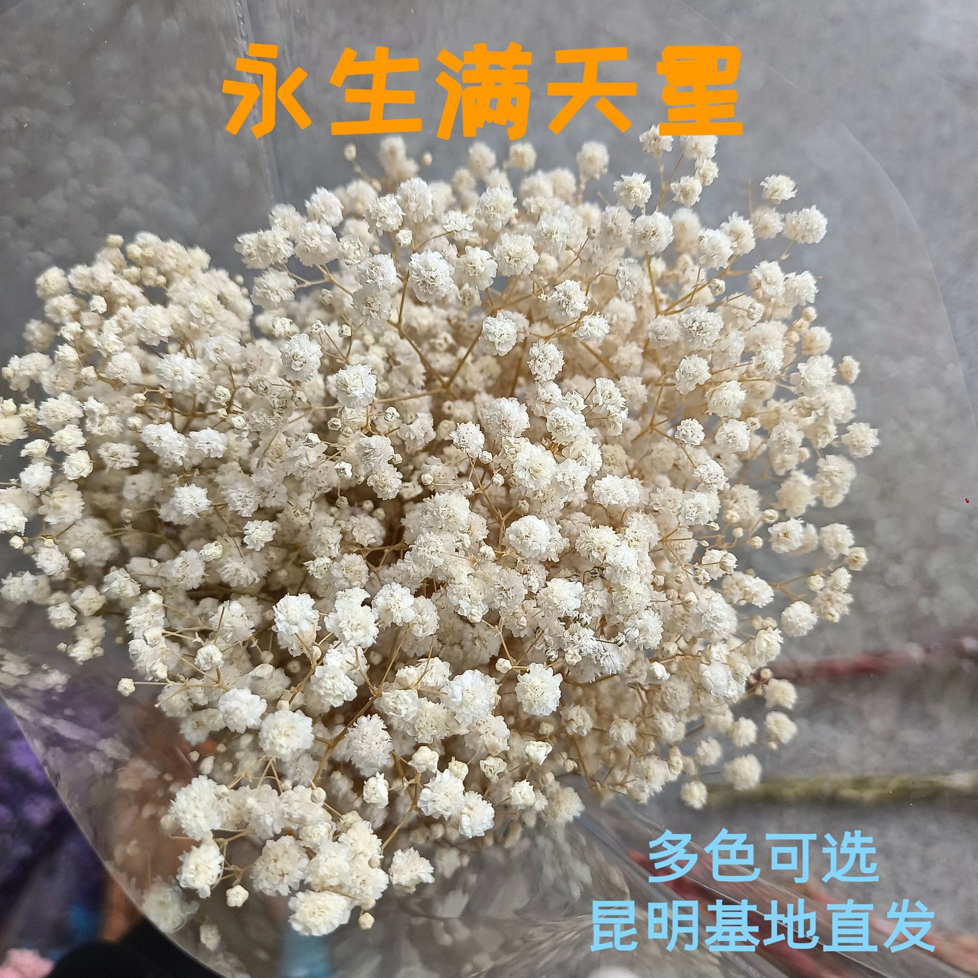 雲南永生滿天星批發花材多色可選真花婚慶家居插花乾花滿天星花束