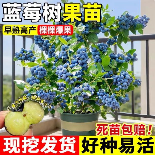 蓝莓树果苗盆栽南北方易种植果树苗兔眼特大号当年结果阳台蓝莓苗