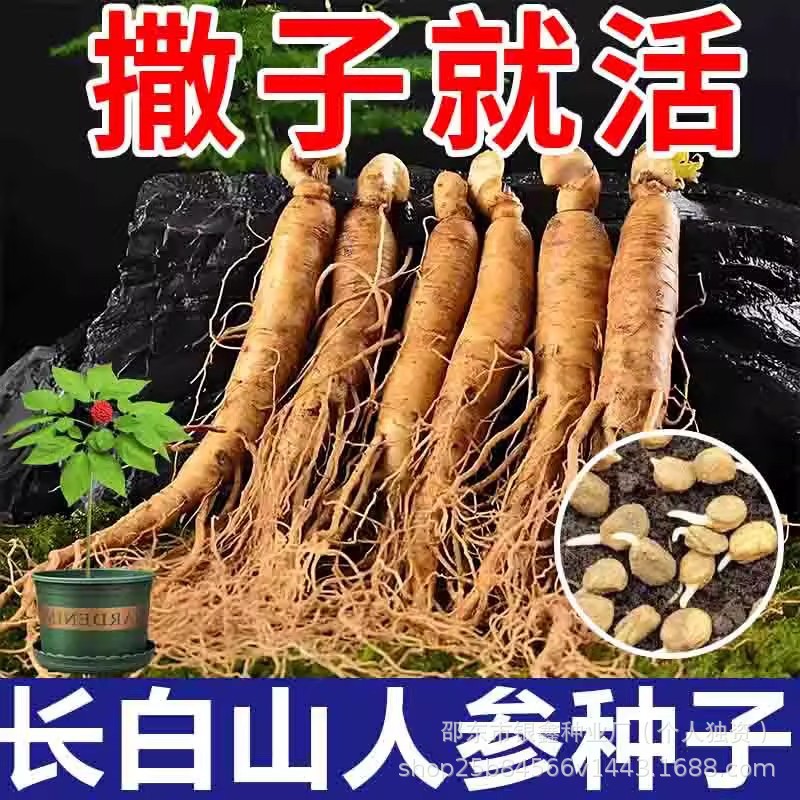 长白山人参种子人参籽山参种子党参种子园参种子原装蔬菜种子大全