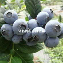 乡铃蓝莓苗南北方地栽甜大果蓝莓树苗水果苗阳台盆栽四季当年结果