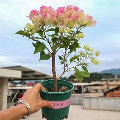 Qinhuahibiscus 老根耐寒性つる植物八重咲き四季開花鉢植え中庭観賞花バルコニー