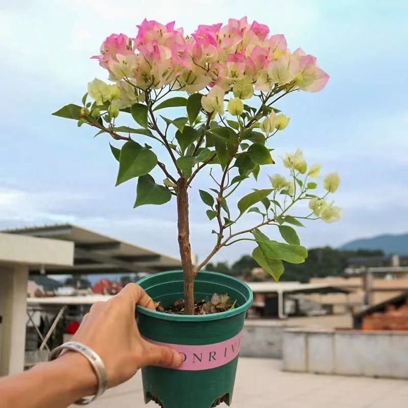 Qinhuahibiscus 老根耐寒性つる植物八重咲き四季開花鉢植え中庭観賞花バルコニー|undefined
